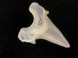 dientes fósil de tiburón
