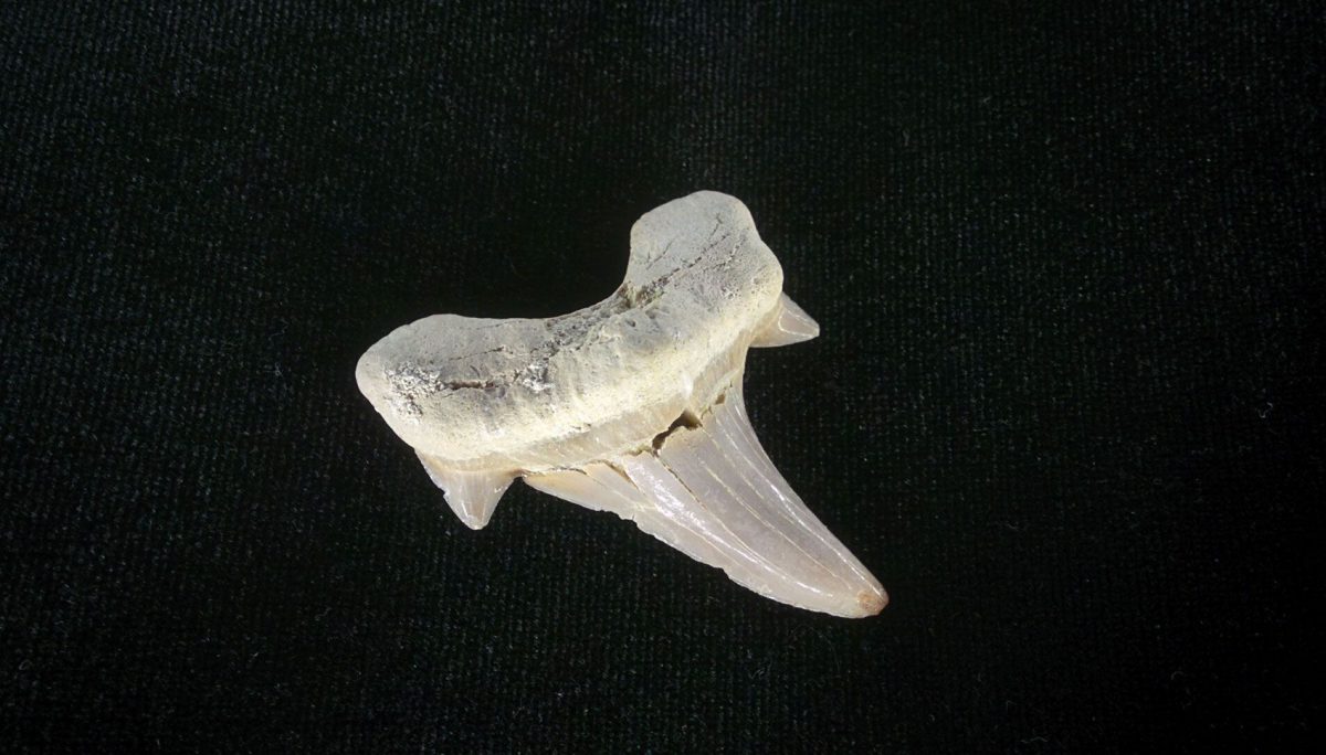 Diente fósil de tiburón (Otodus Obliquus). Marruecos.