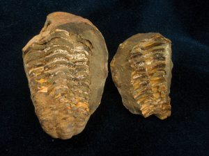 Trilobite Dyacalymene Ouzrregui de Marruecos
