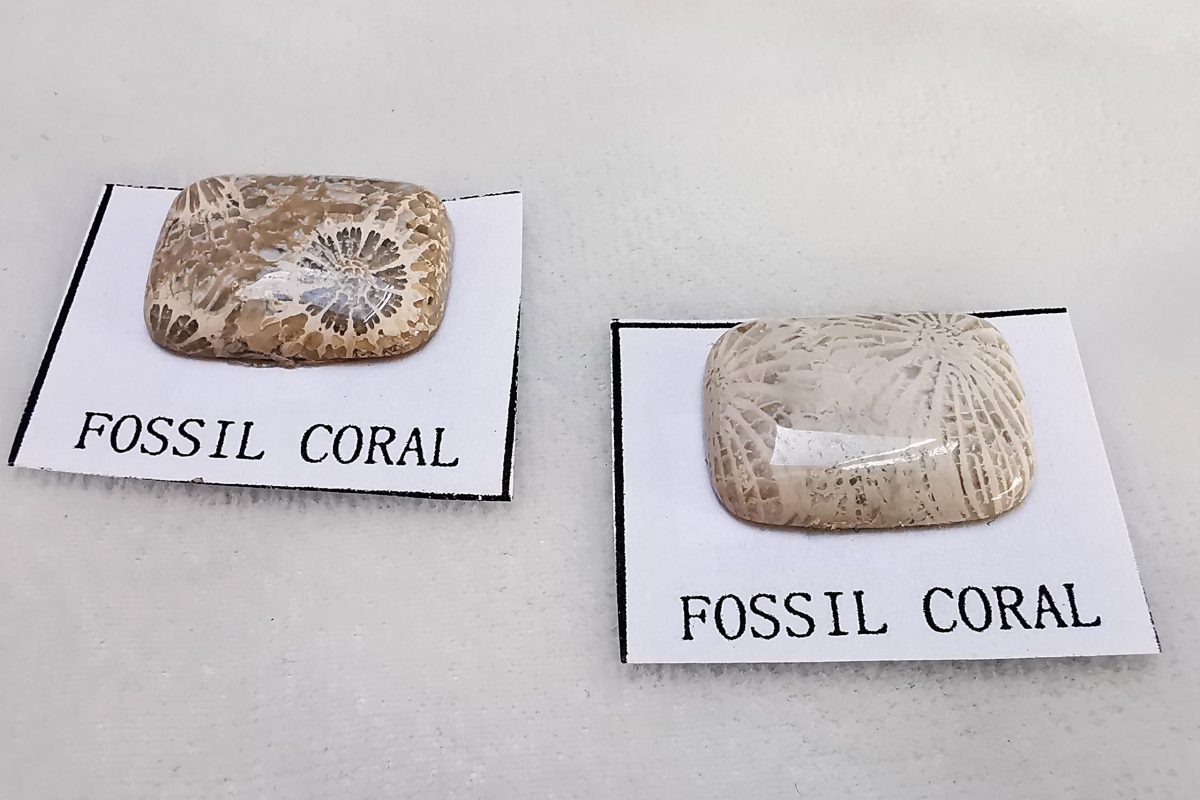 coral fosil